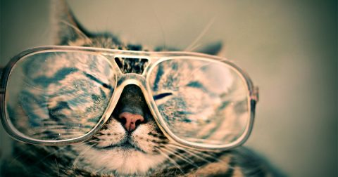 Gato con gafas